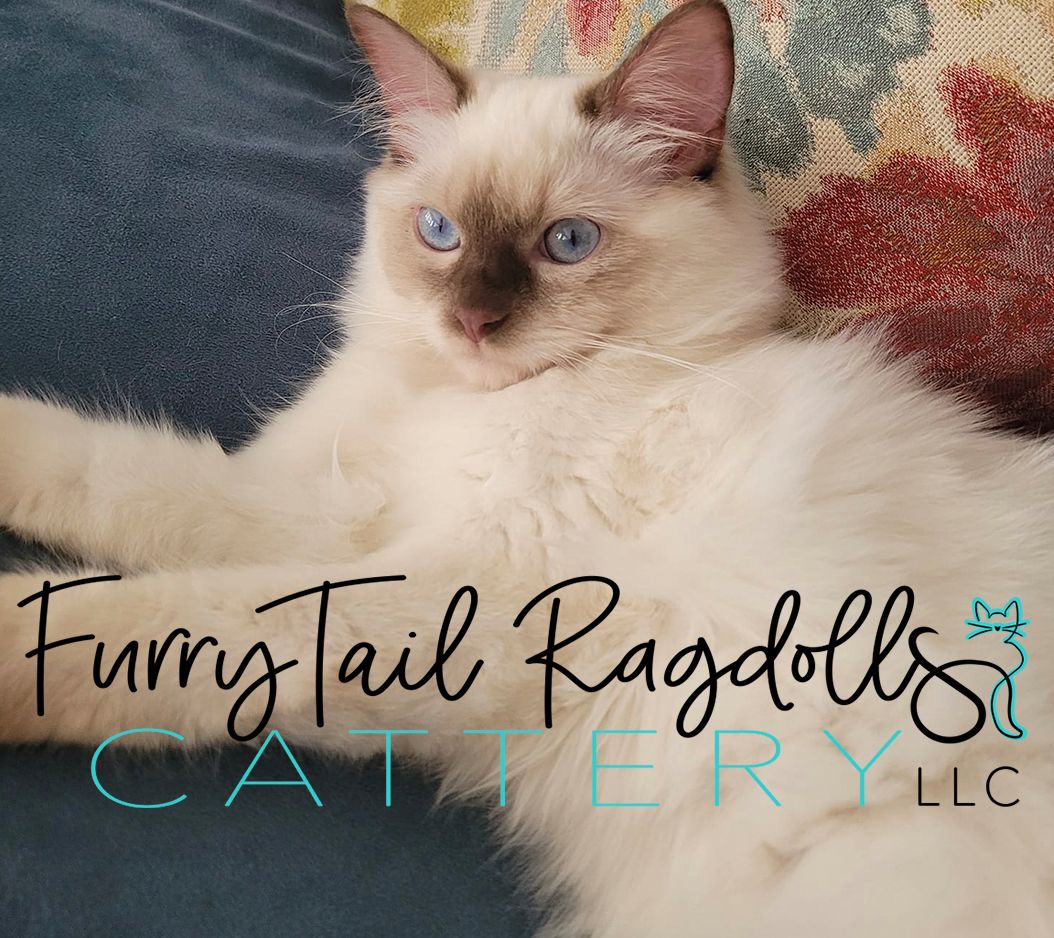 FurryTail Ragdolls of Eastern Oklahoma with Ragdoll kittens